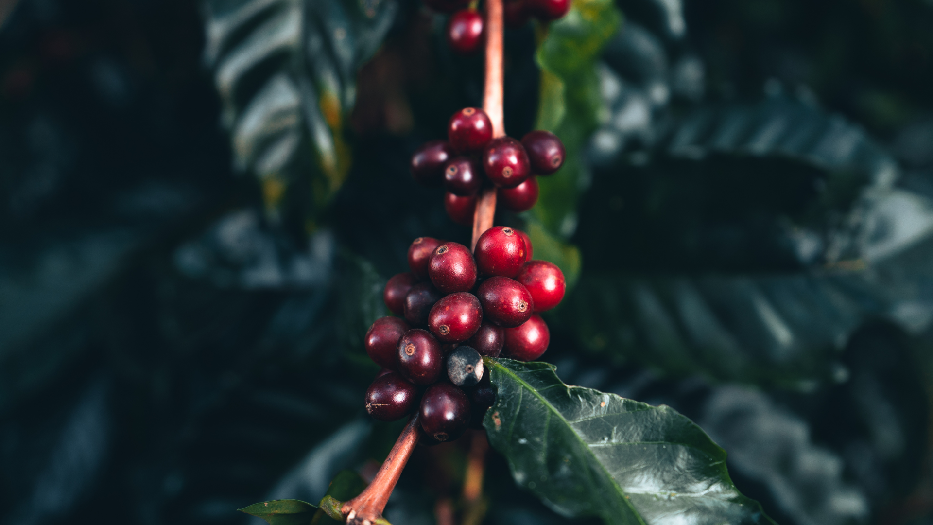 Ce este cafeaua Arabica