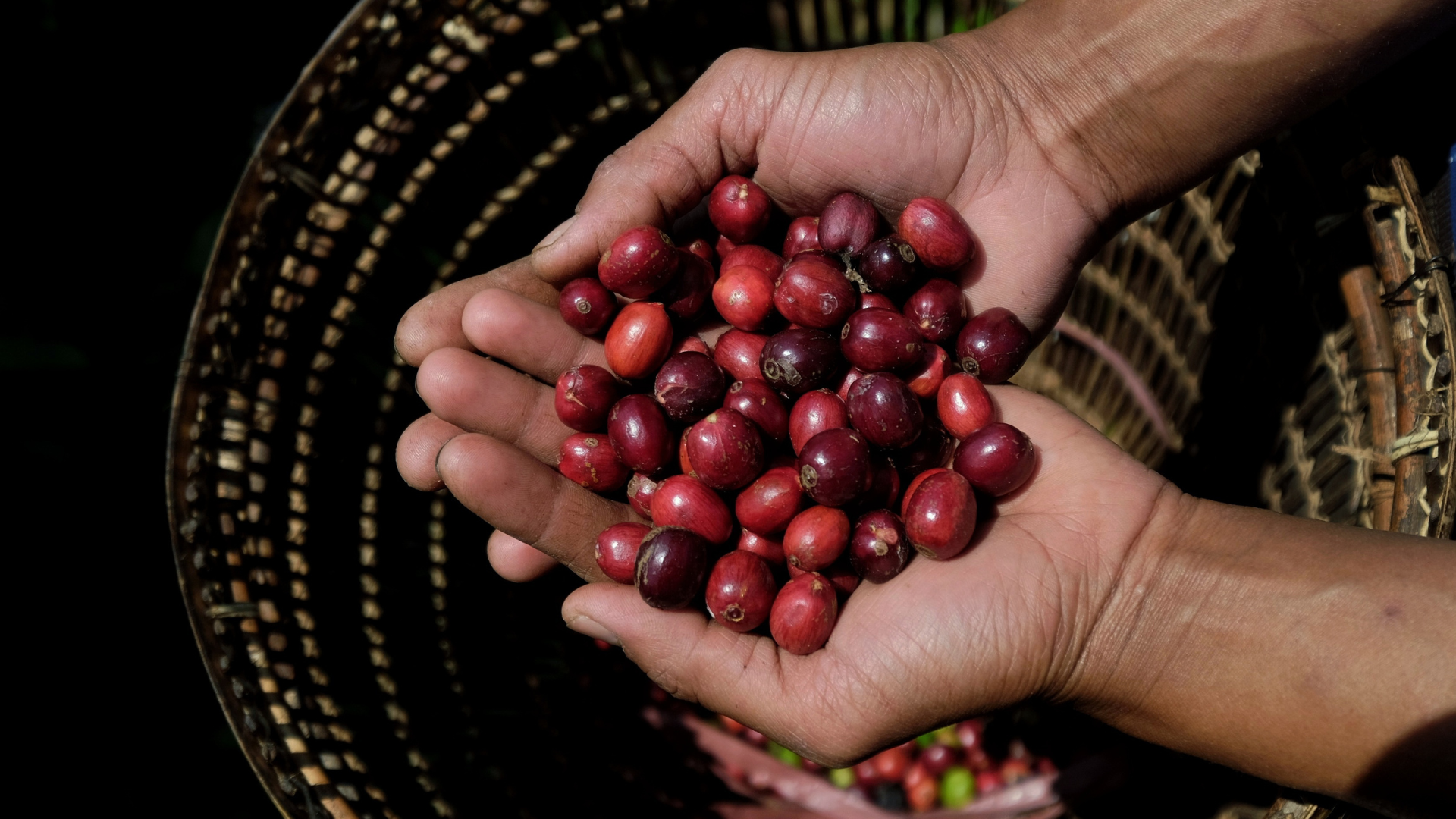 Ce este cafeaua Robusta